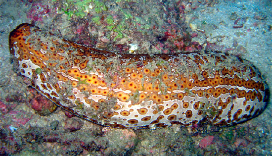  Bohadschia argus (Ocellated Sea Cucumber)